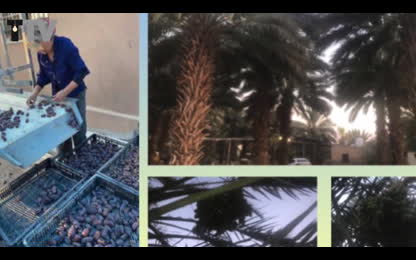 Adopt A Palm [0KyobJAo]