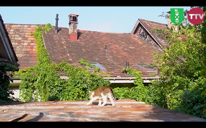 TTV ZSDD 2412 Neu. [vhwilq2b]